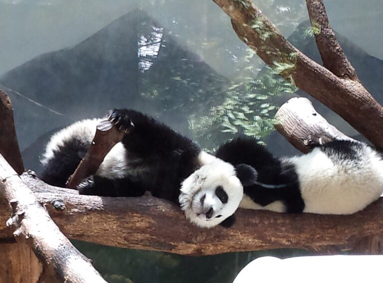 Dos pandas gigantes descansan sobre una rama en el zoológico de Atlanta.